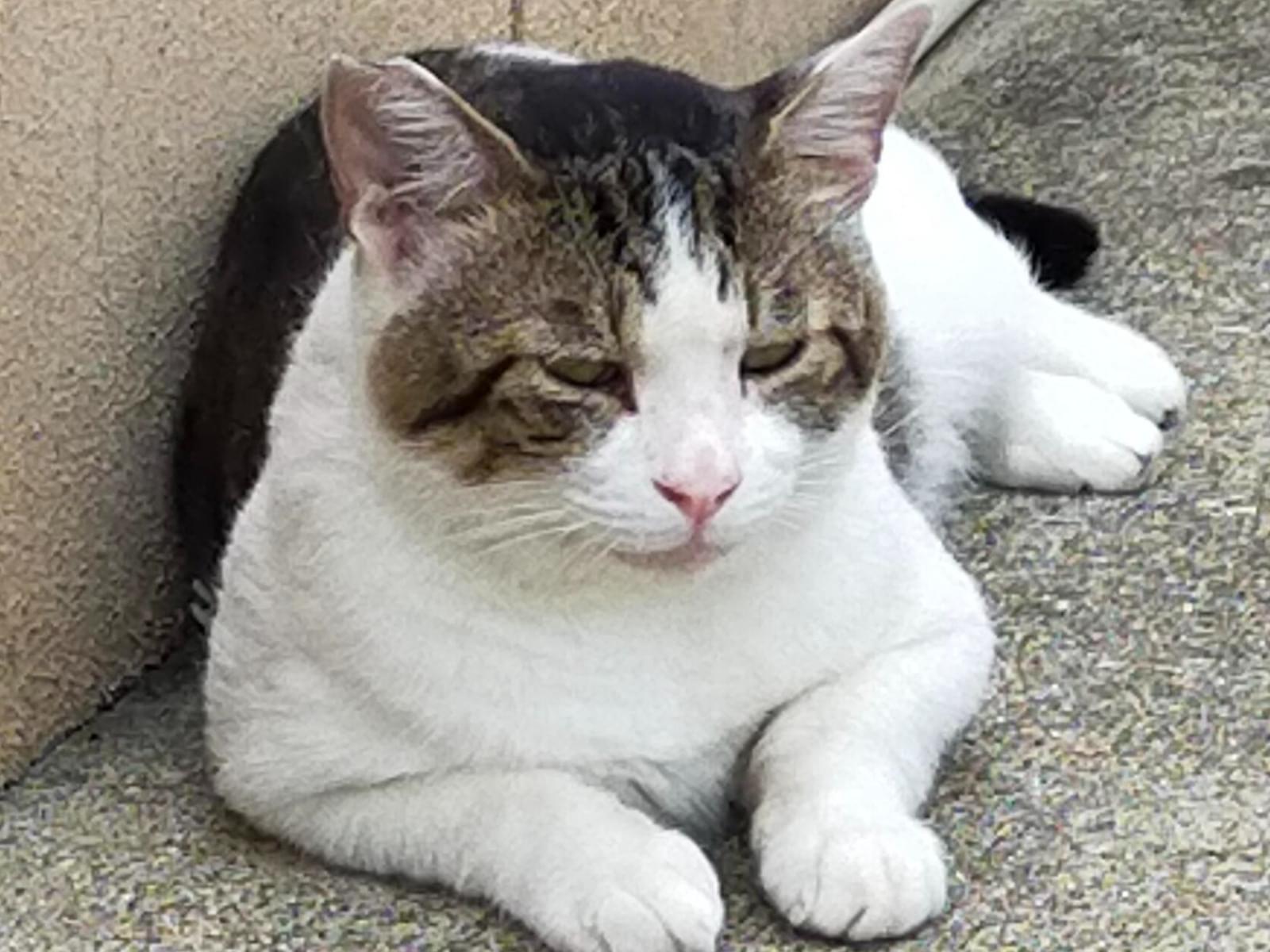 目撃された猫 目撃された猫