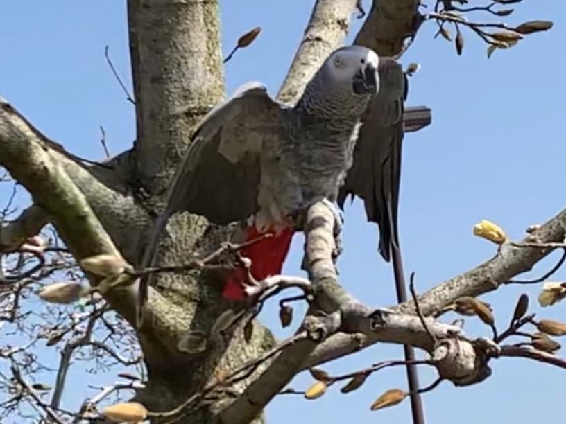 目撃された鳥 目撃された鳥