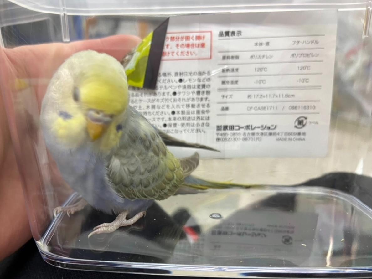 保護された鳥 保護された鳥