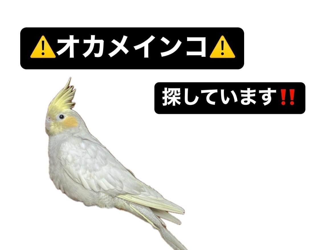 わかめちゃん わかめちゃん