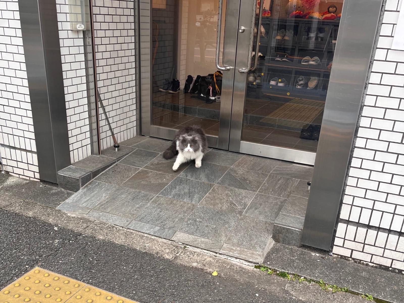 目撃された猫