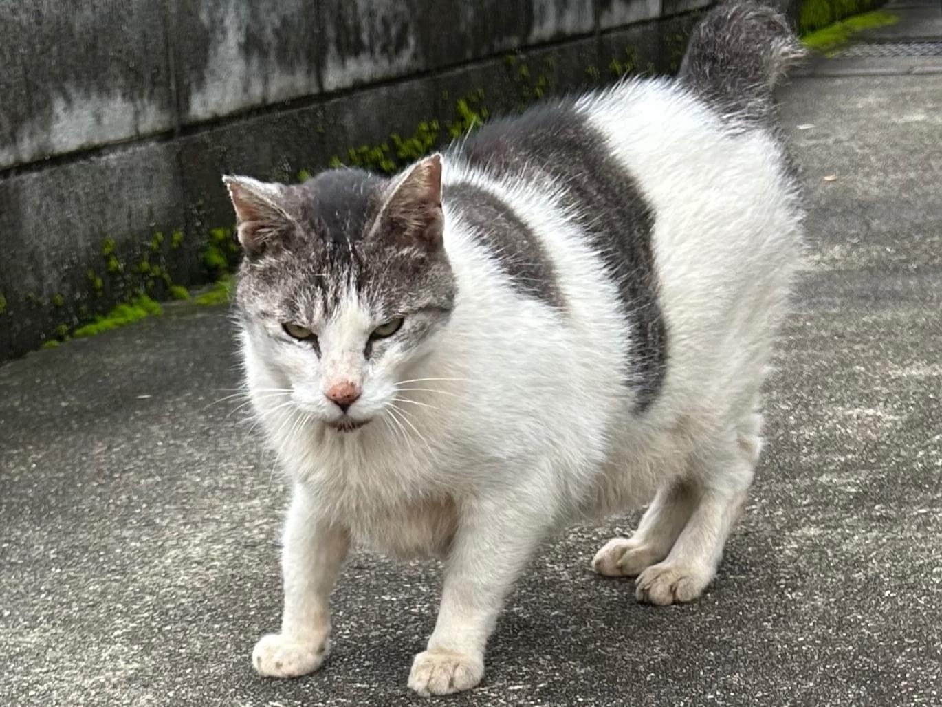 目撃された猫