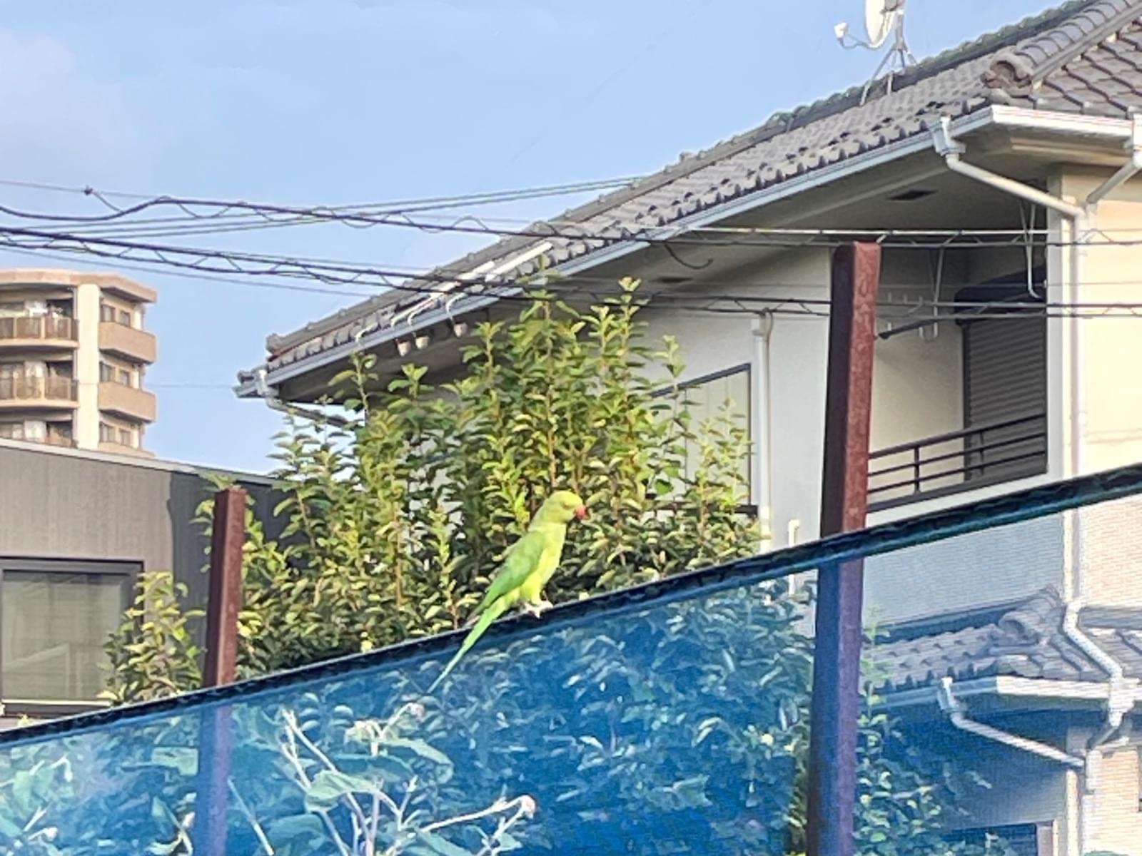 目撃された鳥 目撃された鳥