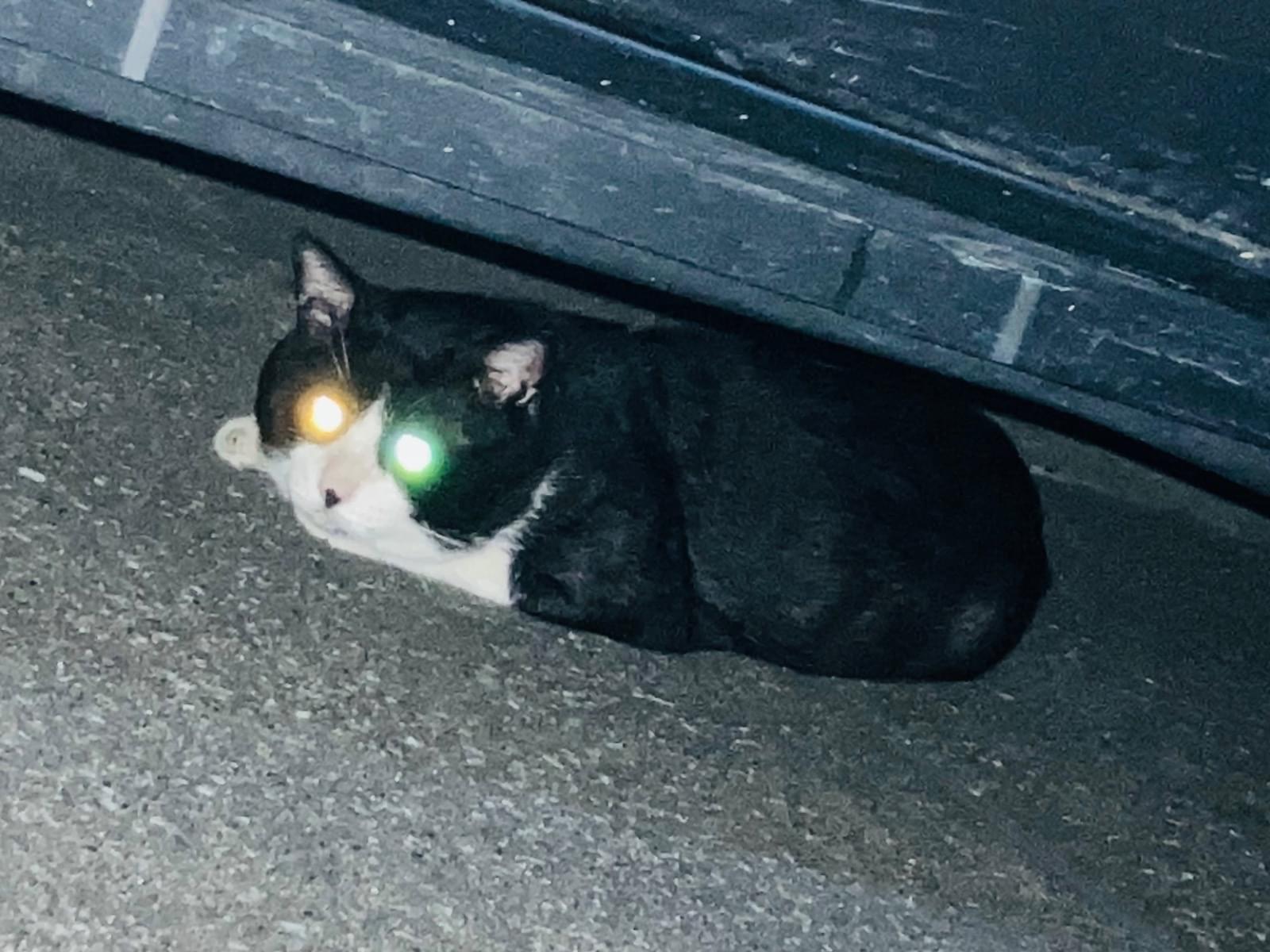目撃された猫 目撃された猫