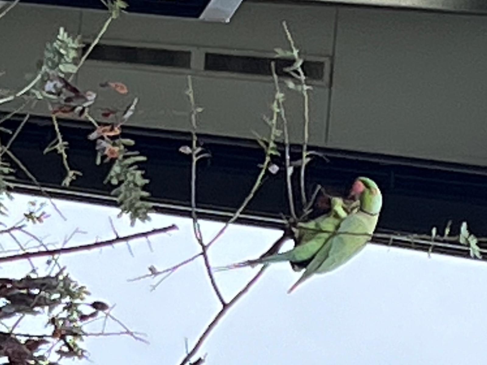 目撃された鳥 目撃された鳥