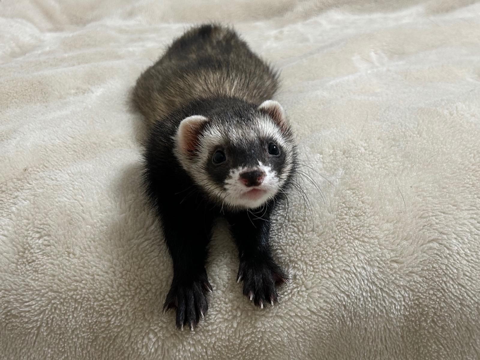 さくらちゃん さくらちゃん