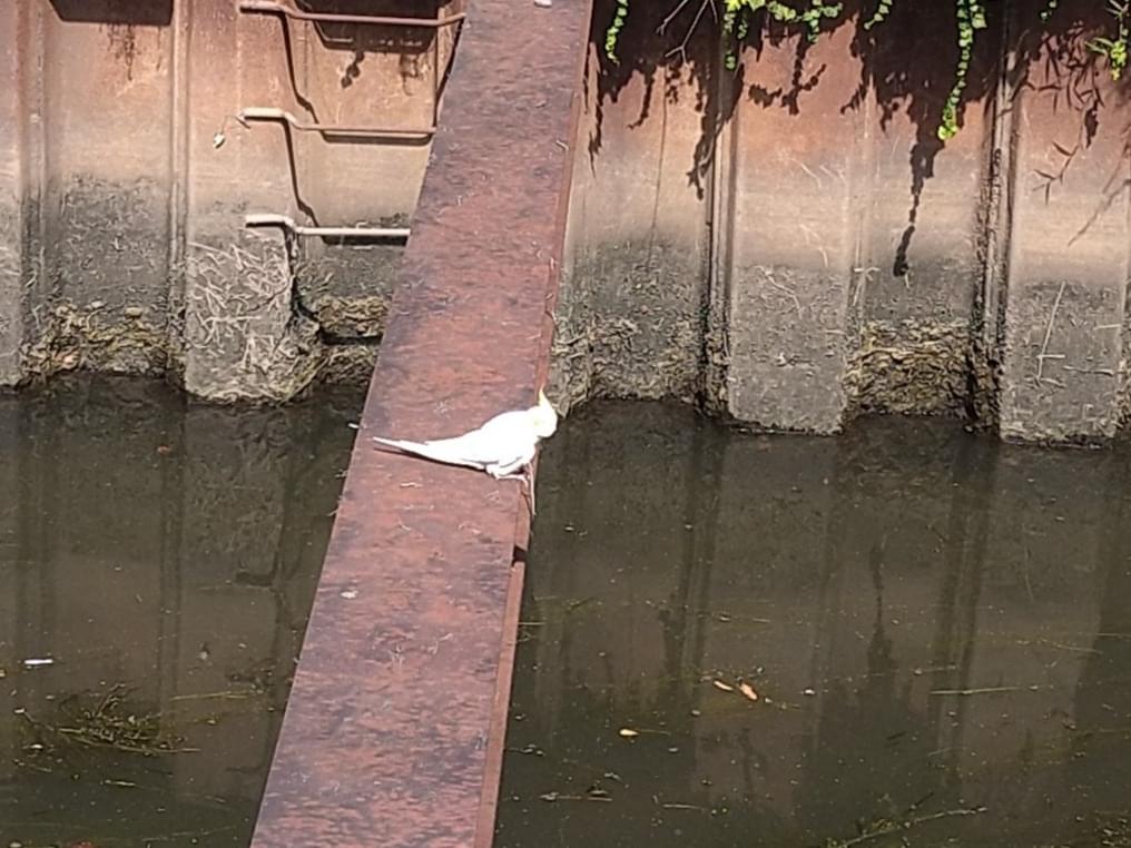 目撃された鳥 目撃された鳥
