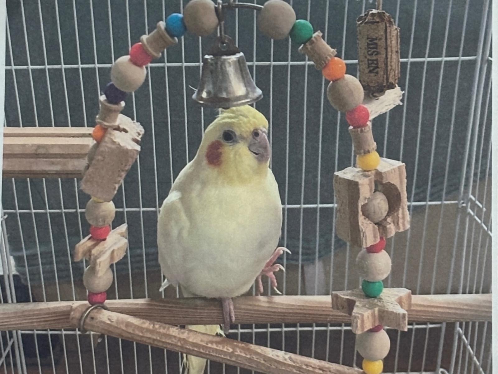 ももちゃん ももちゃん