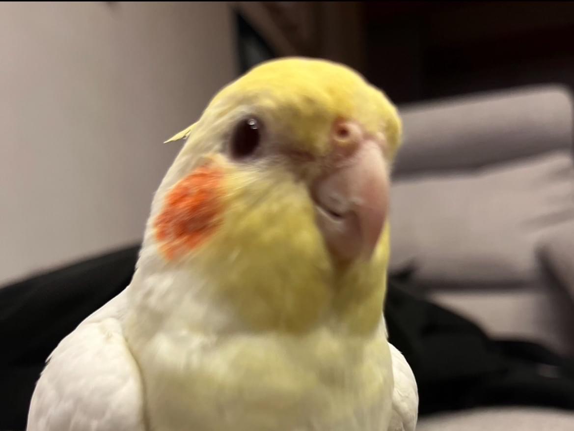 ピーちゃん ピーちゃん