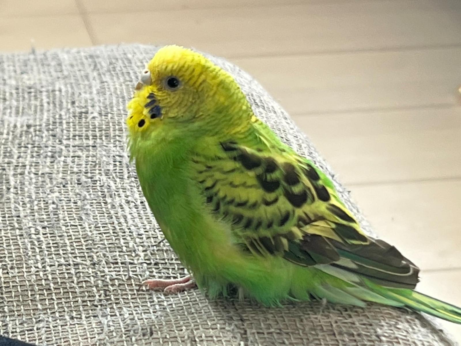 ピーちゃん ピーちゃん