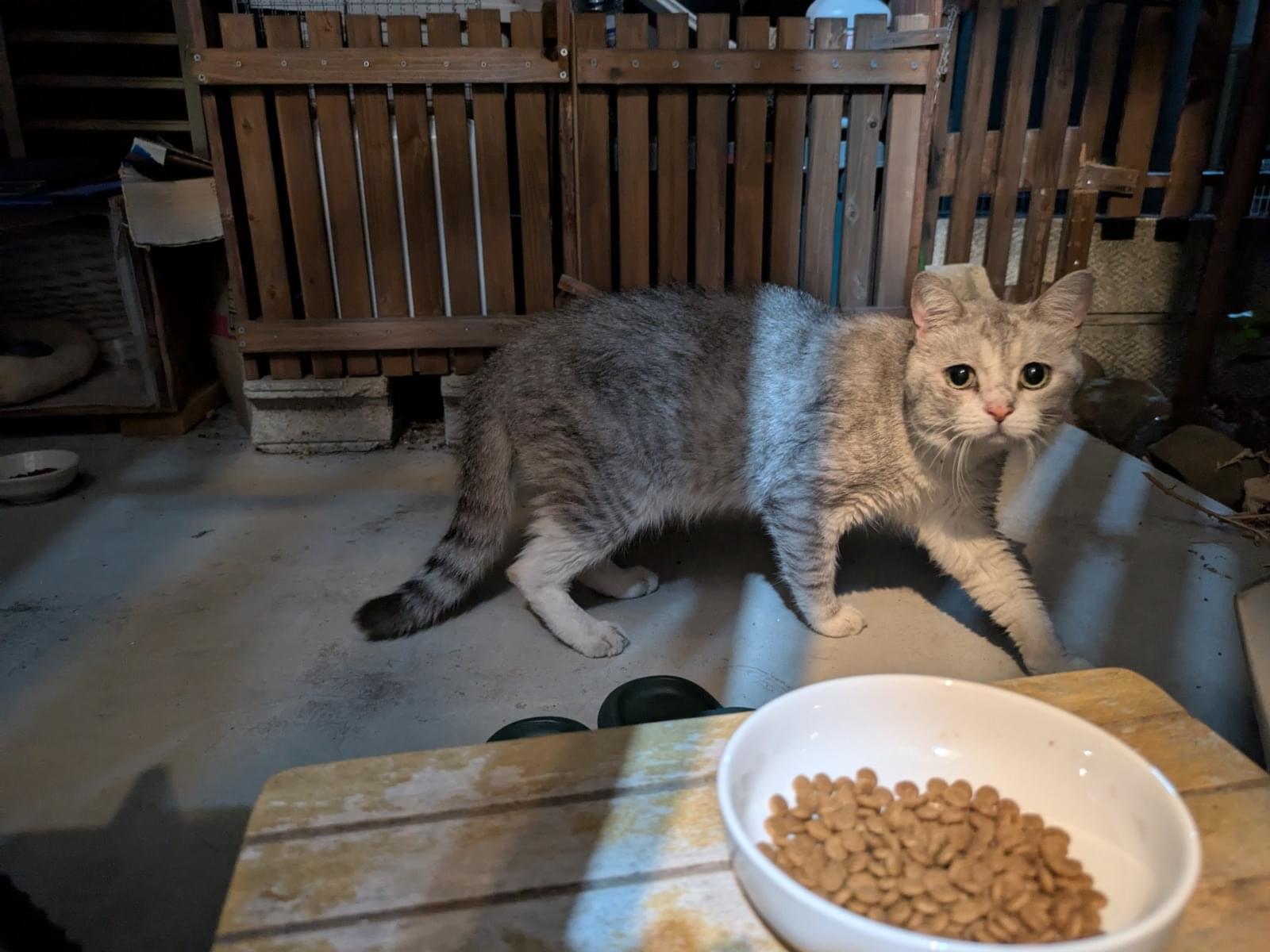 目撃された猫 目撃された猫