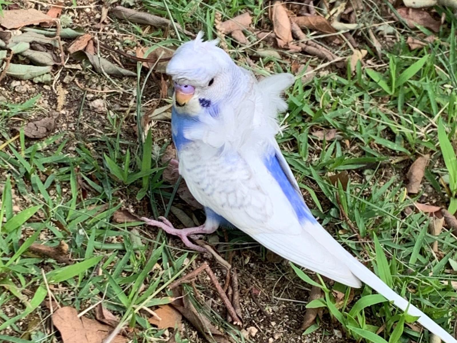 目撃された鳥 目撃された鳥
