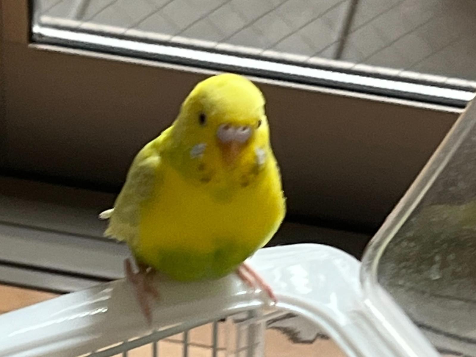 ぴーちゃん ぴーちゃん