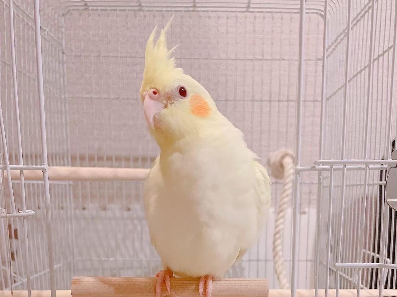 ゆずもちちゃん