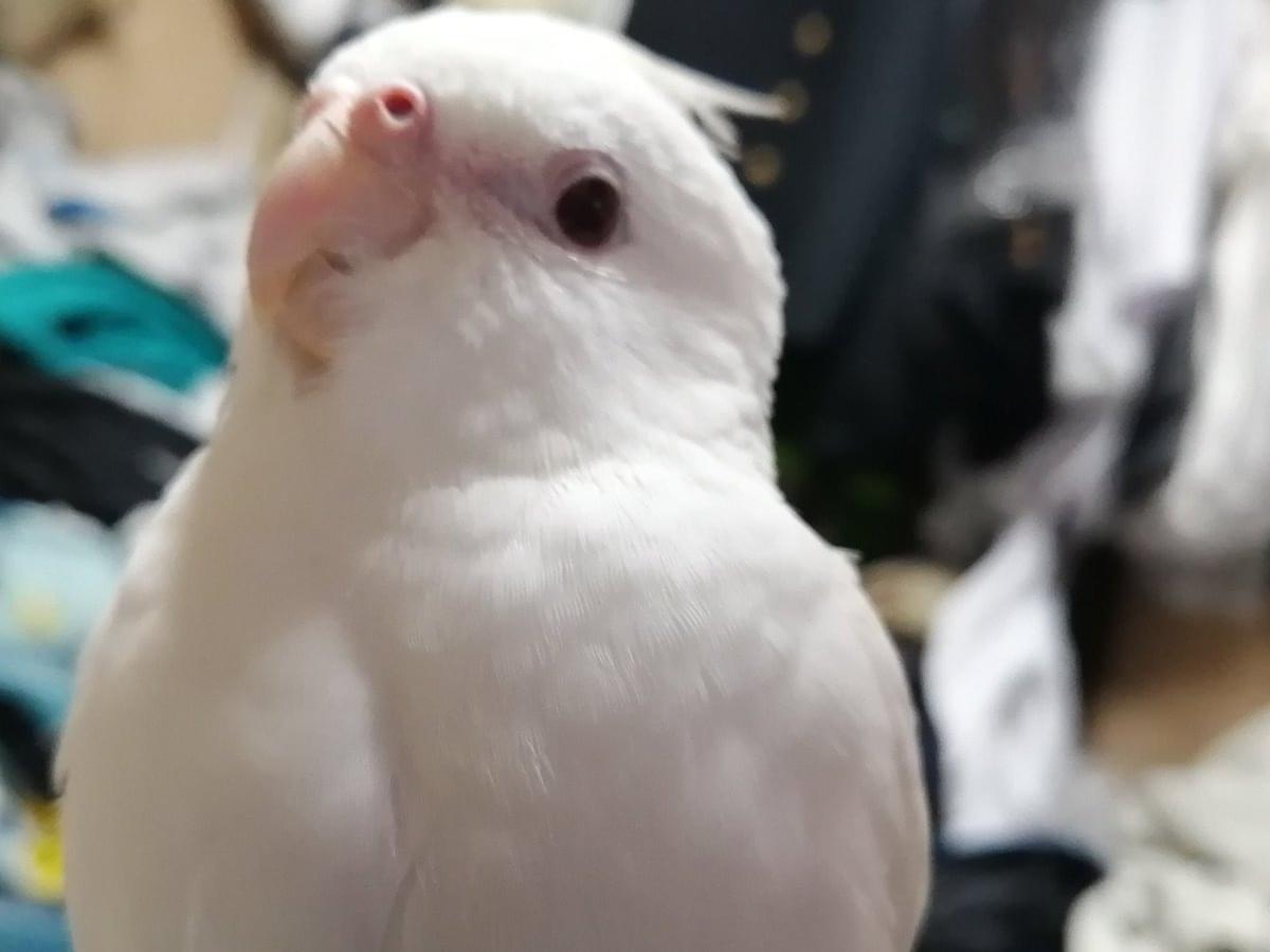 ポッポちゃん ポッポちゃん