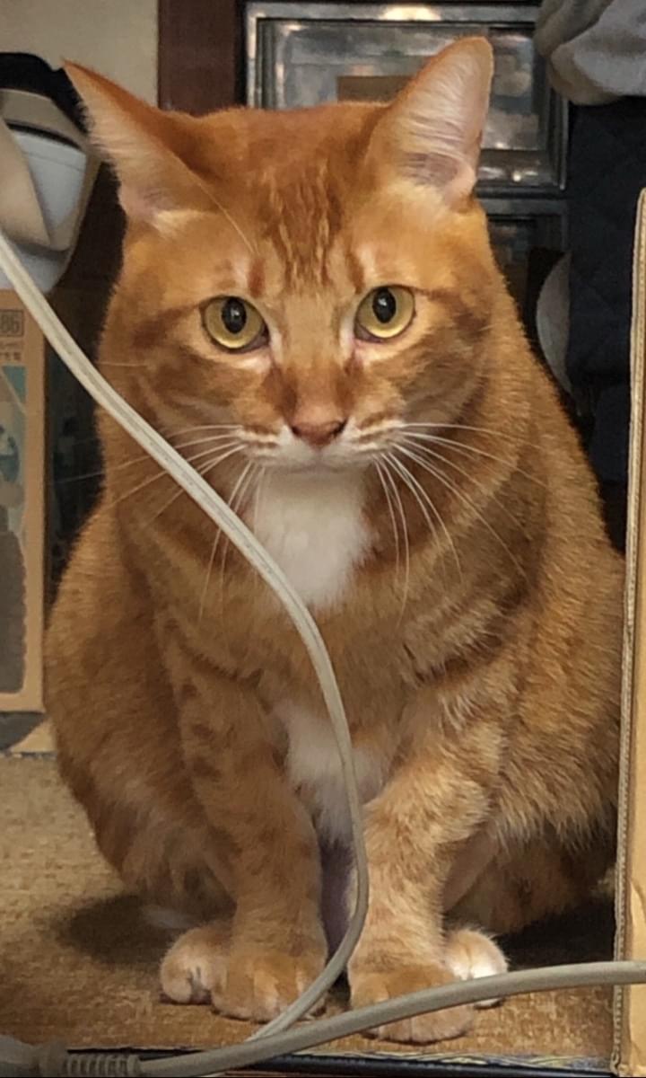 赤キジの猫を探しています