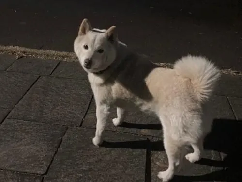 しろい犬 白柴オス子犬】ID4479の詳細情報と購入ガイド｜価格・血統・飼育