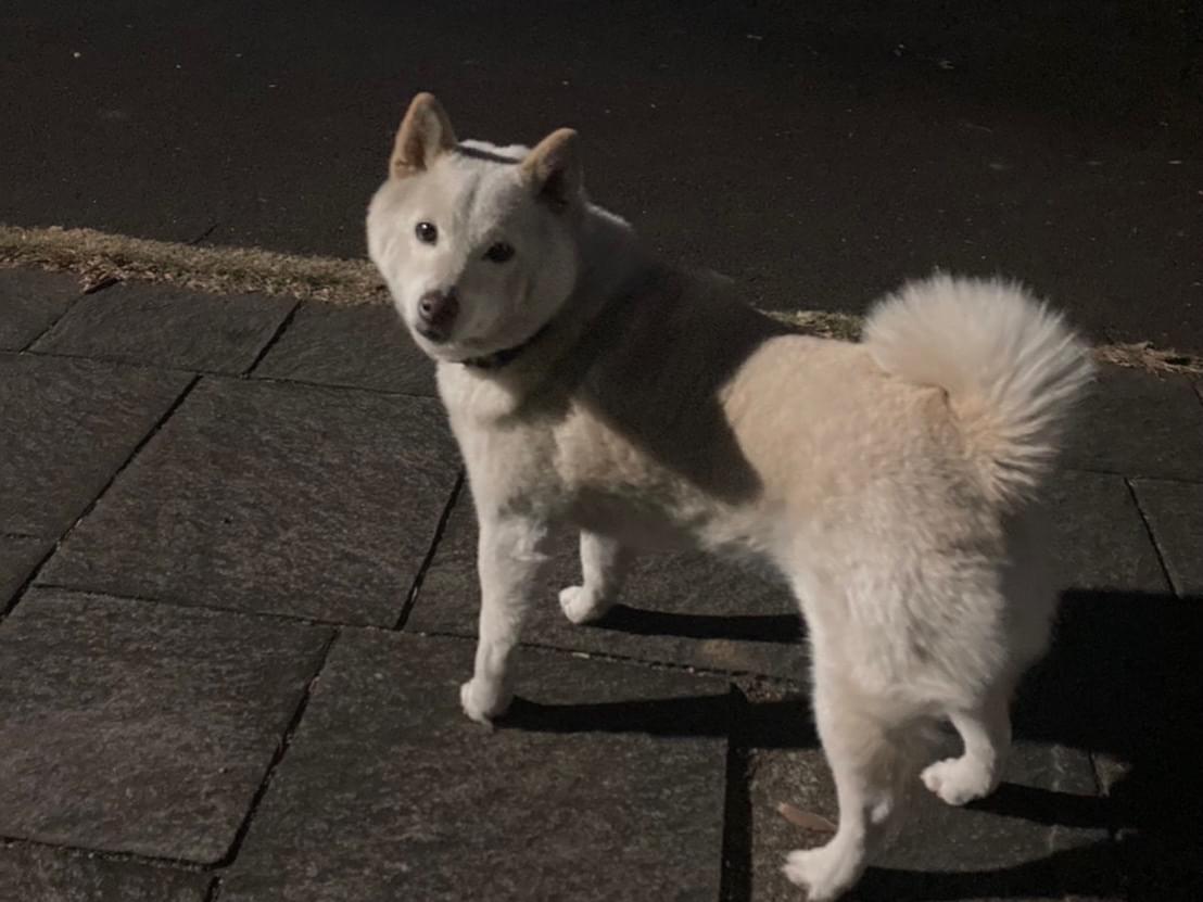 目撃された犬 目撃された犬
