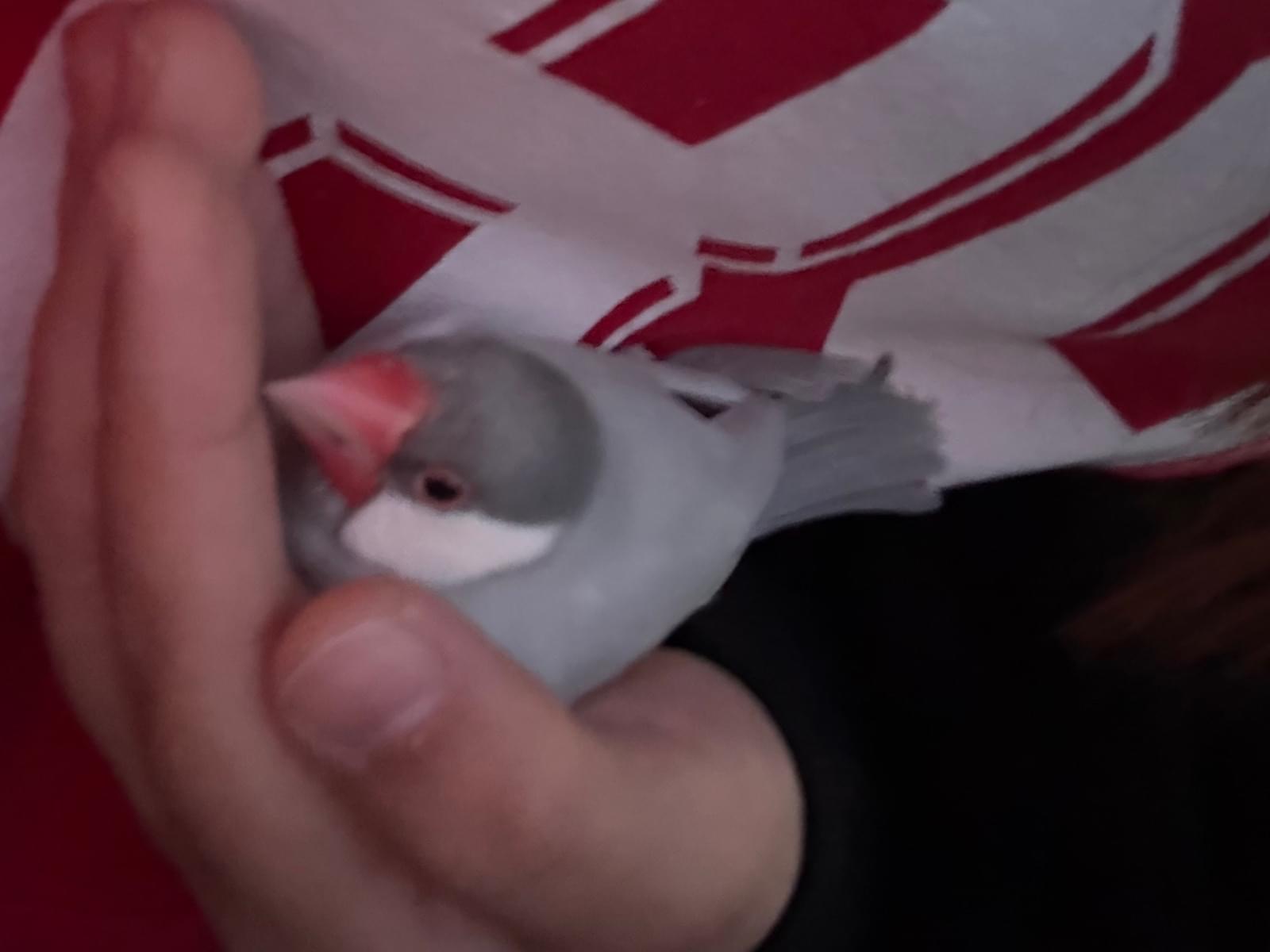 保護された鳥 保護された鳥