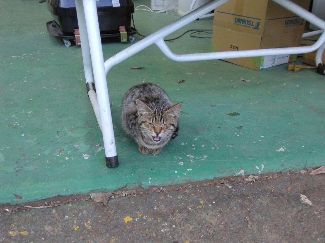 目撃された猫 目撃された猫