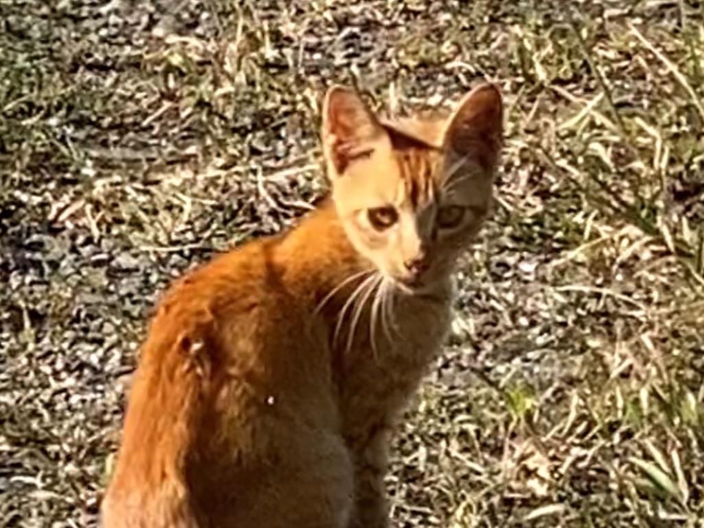 目撃された猫 目撃された猫