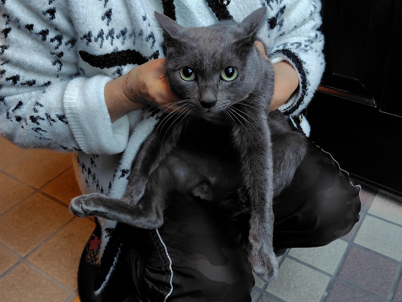 保護された猫 保護された猫