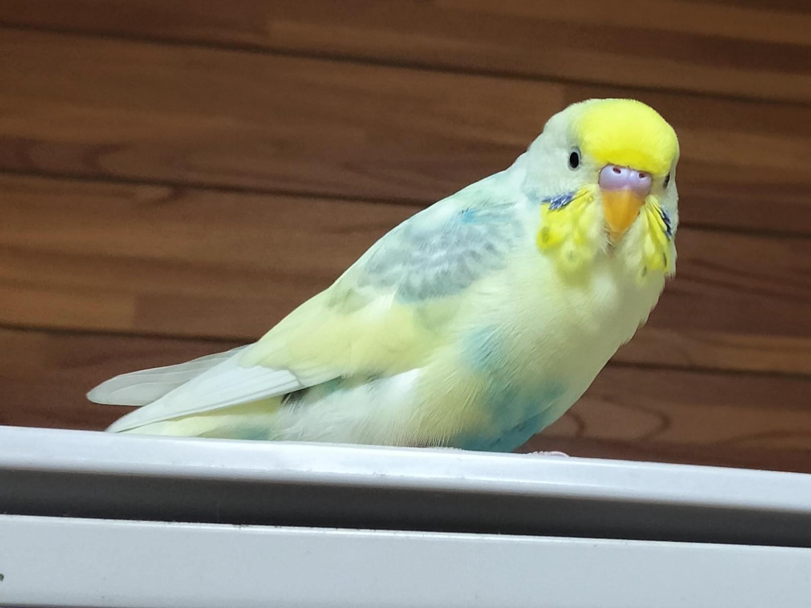 ピヨちゃん ピヨちゃん