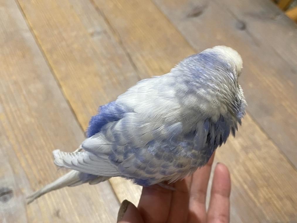 保護された鳥 保護された鳥