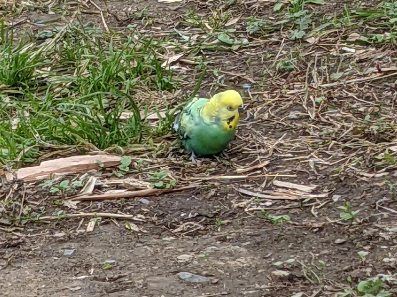 目撃された鳥 目撃された鳥