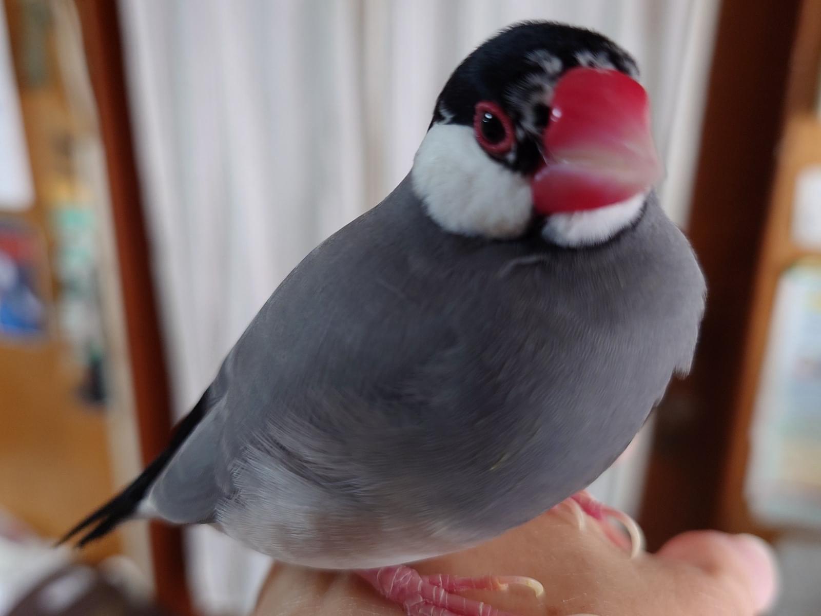 保護された鳥 保護された鳥