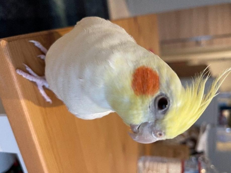 おもちちゃん おもちちゃん