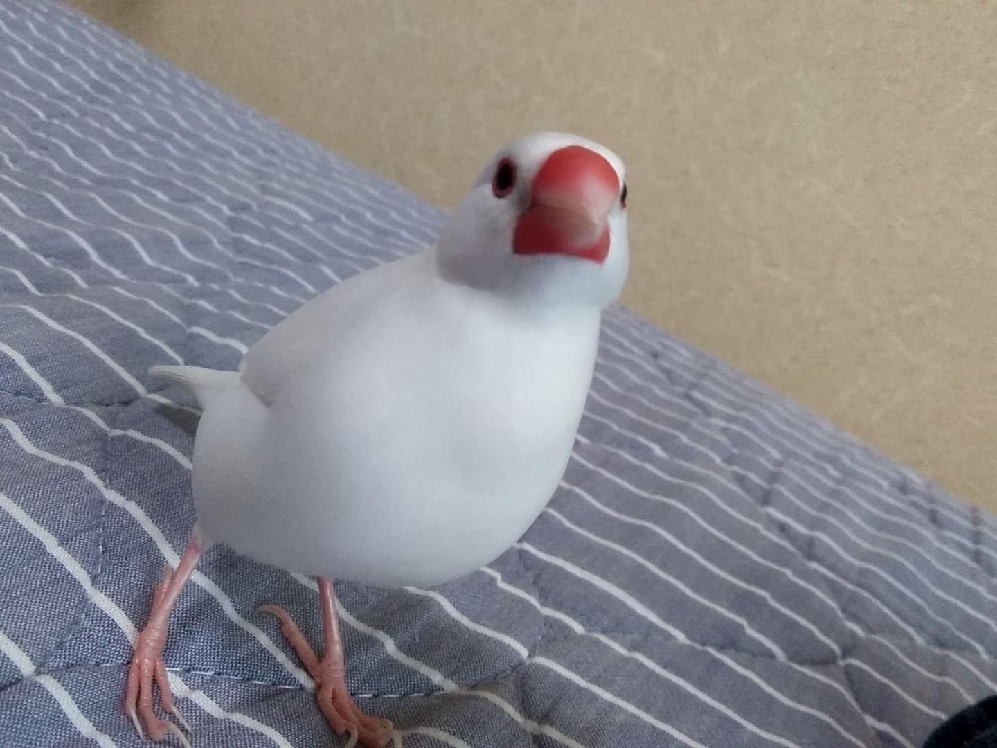 チロちゃん チロちゃん