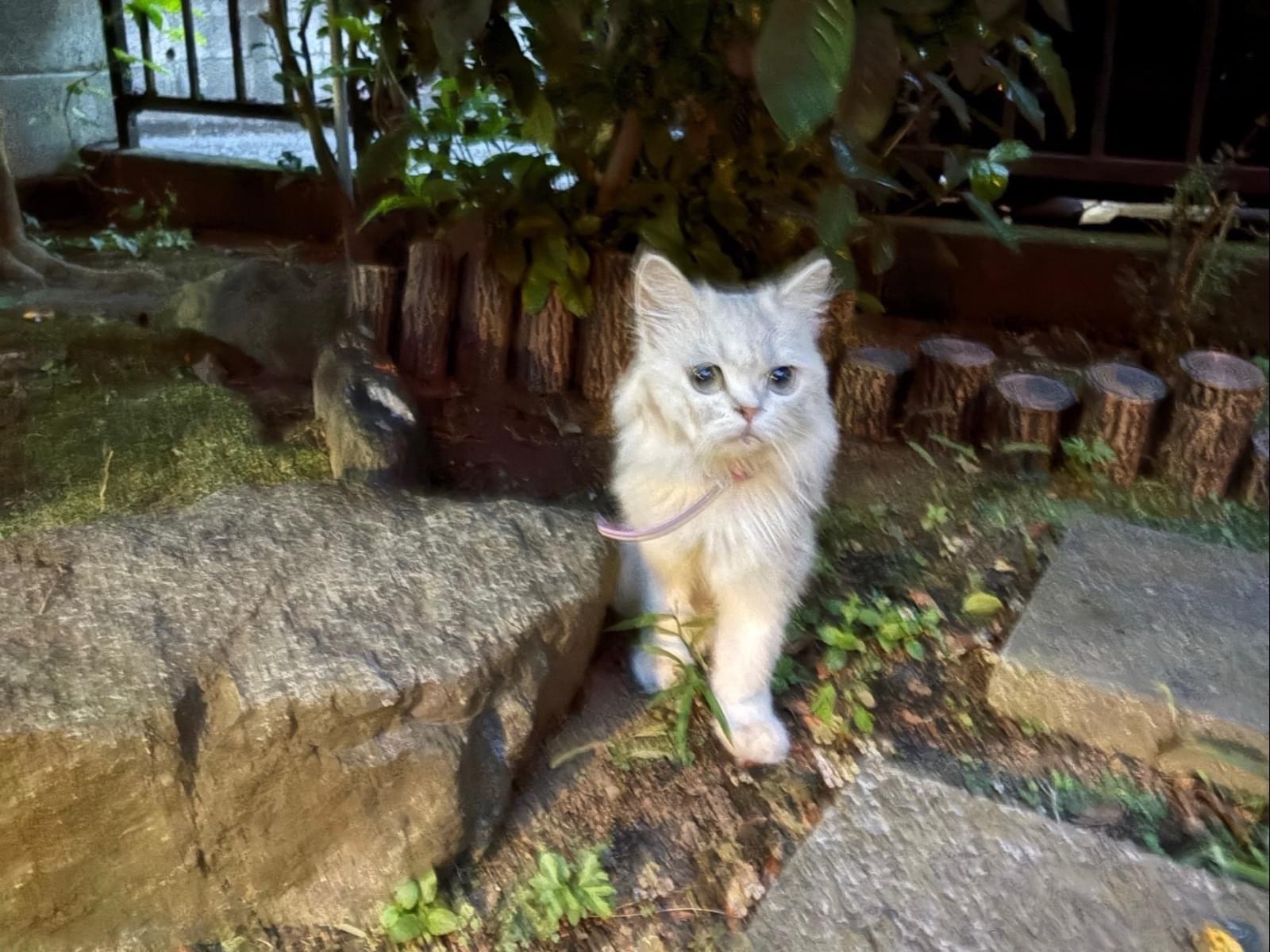 目撃された猫