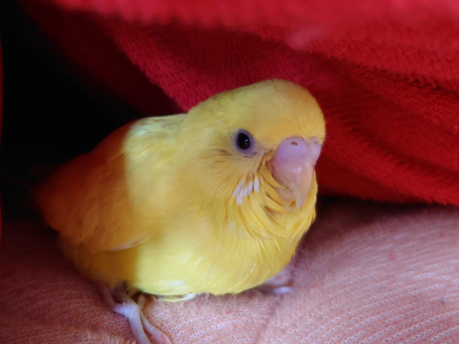 ちっちちゃん ちっちちゃん