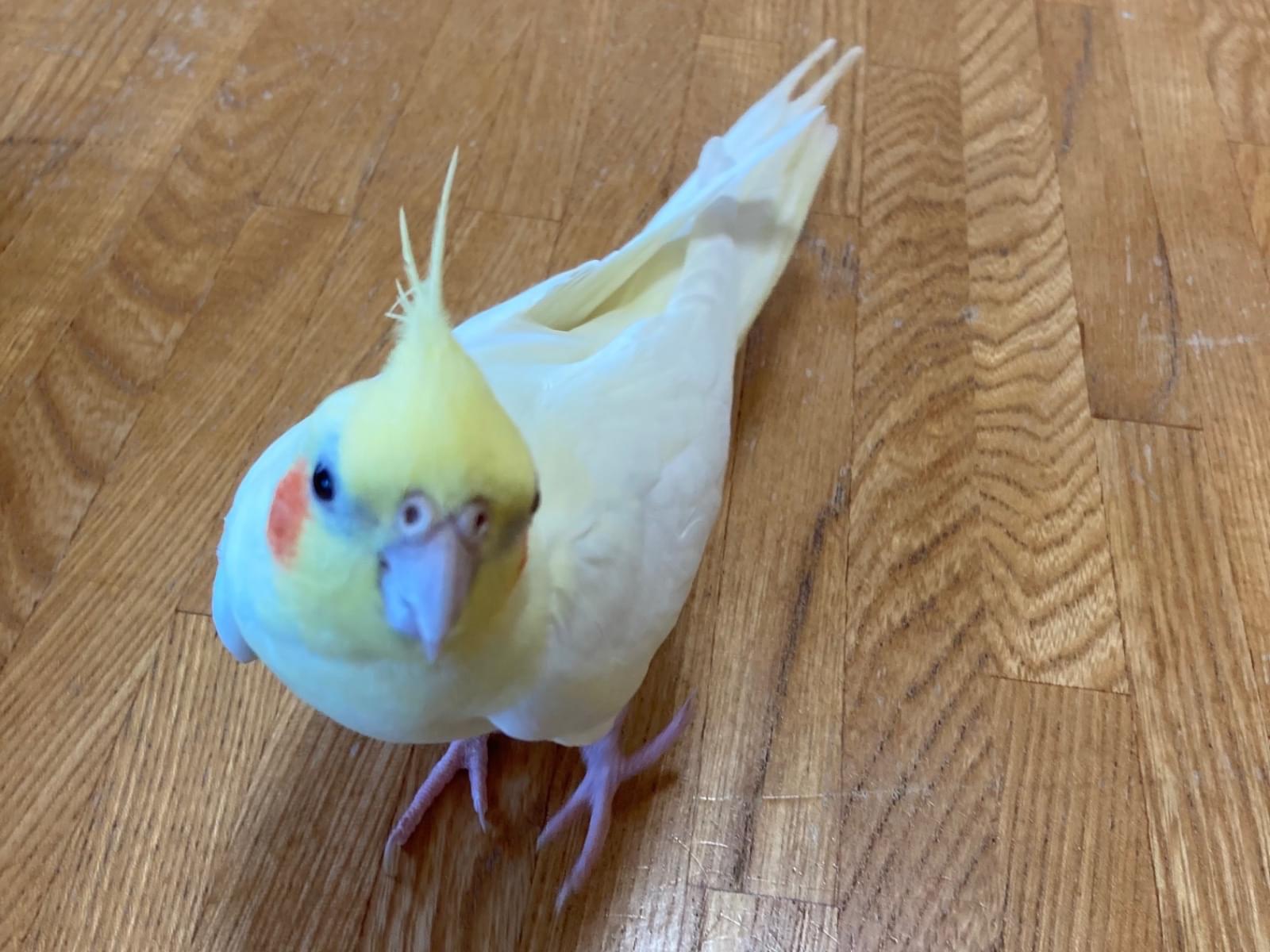 チャッピーちゃん チャッピーちゃん