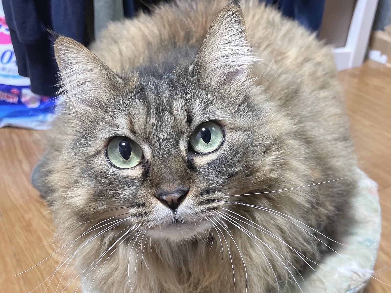 いあちゃん いあちゃん