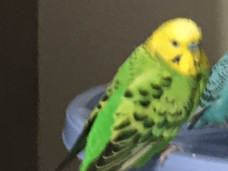 鳶八ちゃん 鳶八ちゃん