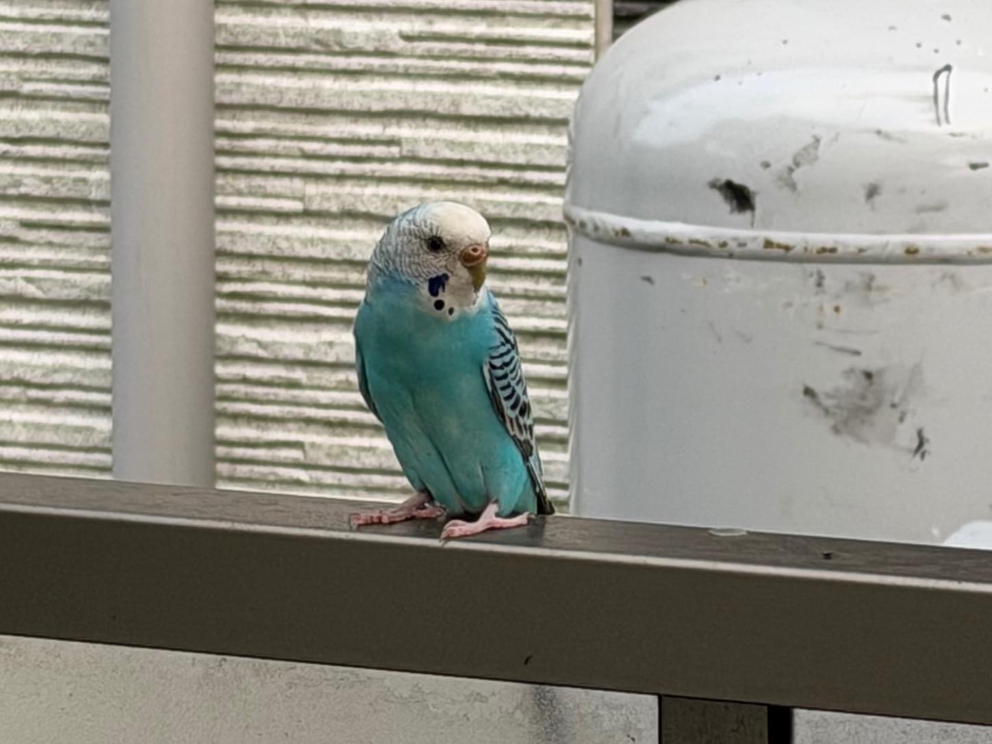目撃された鳥 目撃された鳥