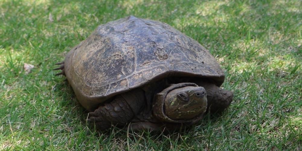 クサガメを探しています。