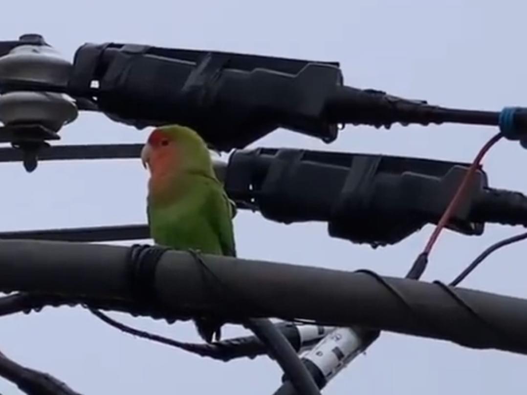 目撃された鳥 目撃された鳥