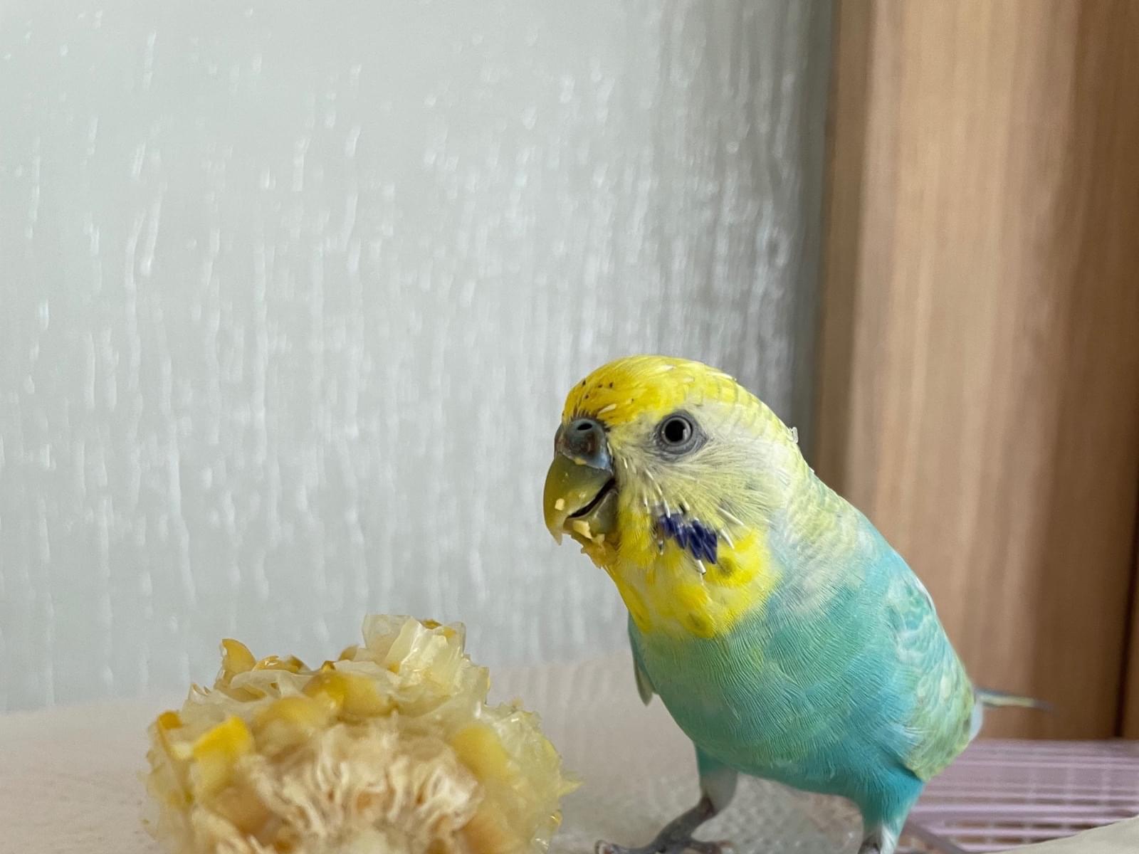 ピノちゃん ピノちゃん