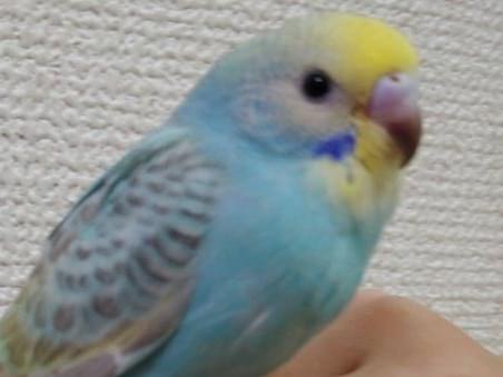 ぴーちゃん ぴーちゃん