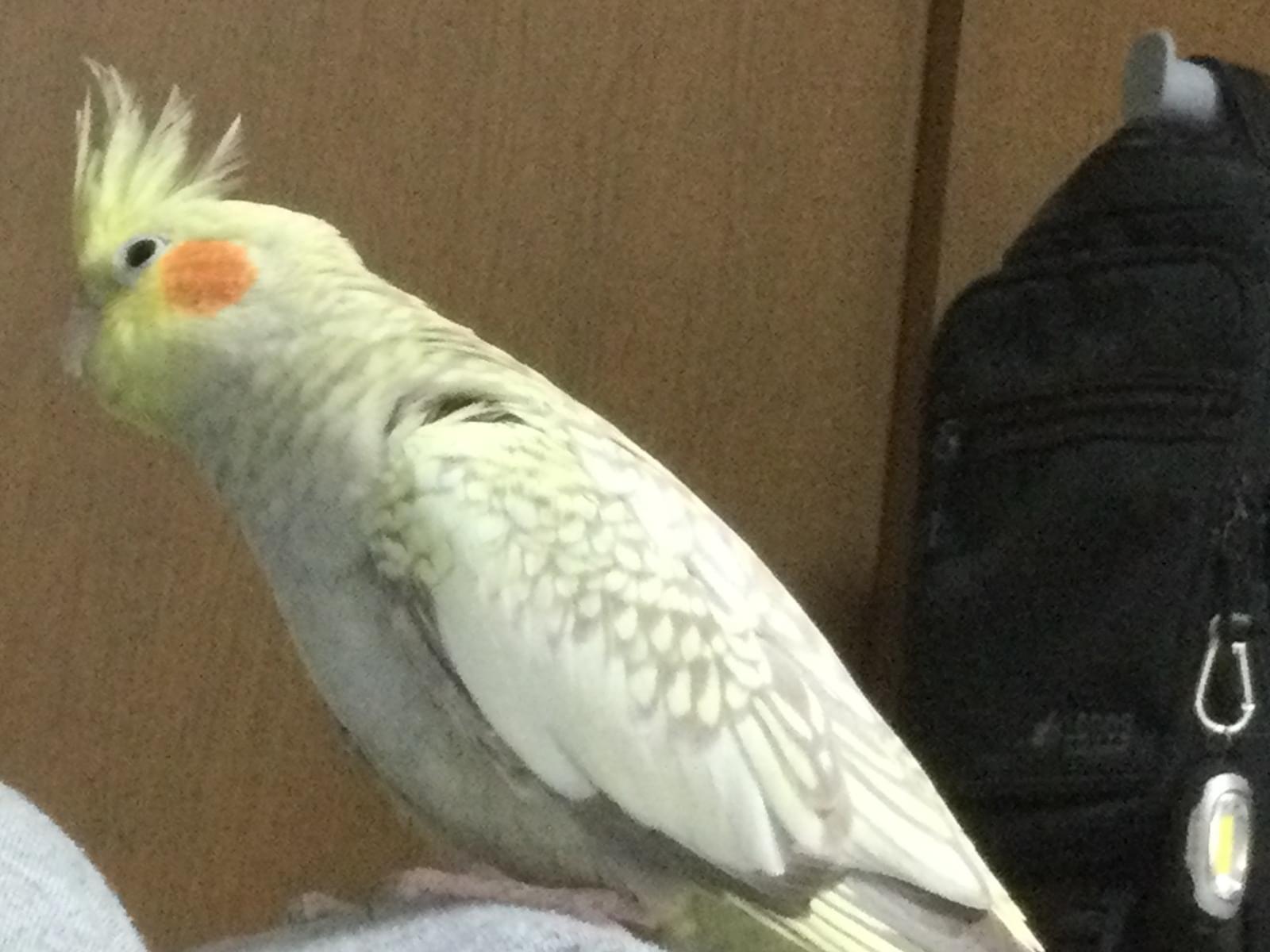 ムッピちゃん ムッピちゃん