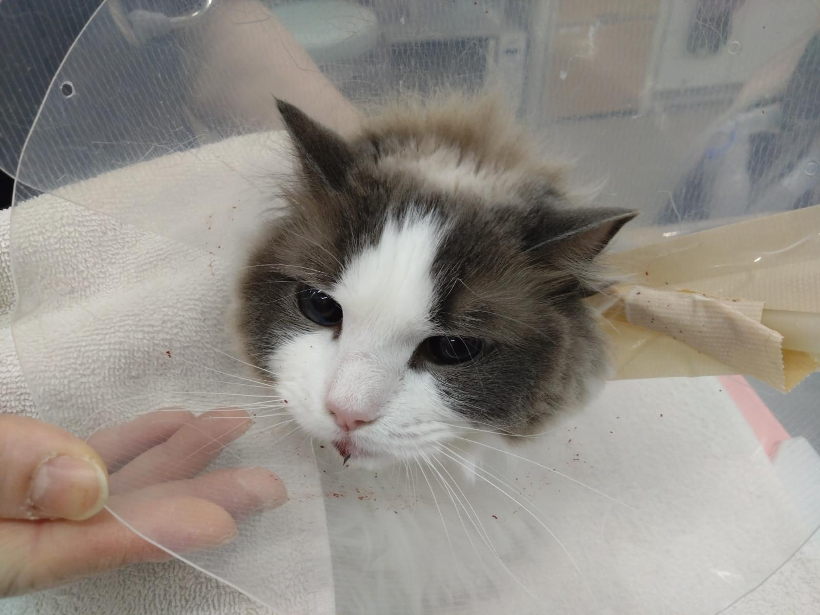 保護された猫 保護された猫