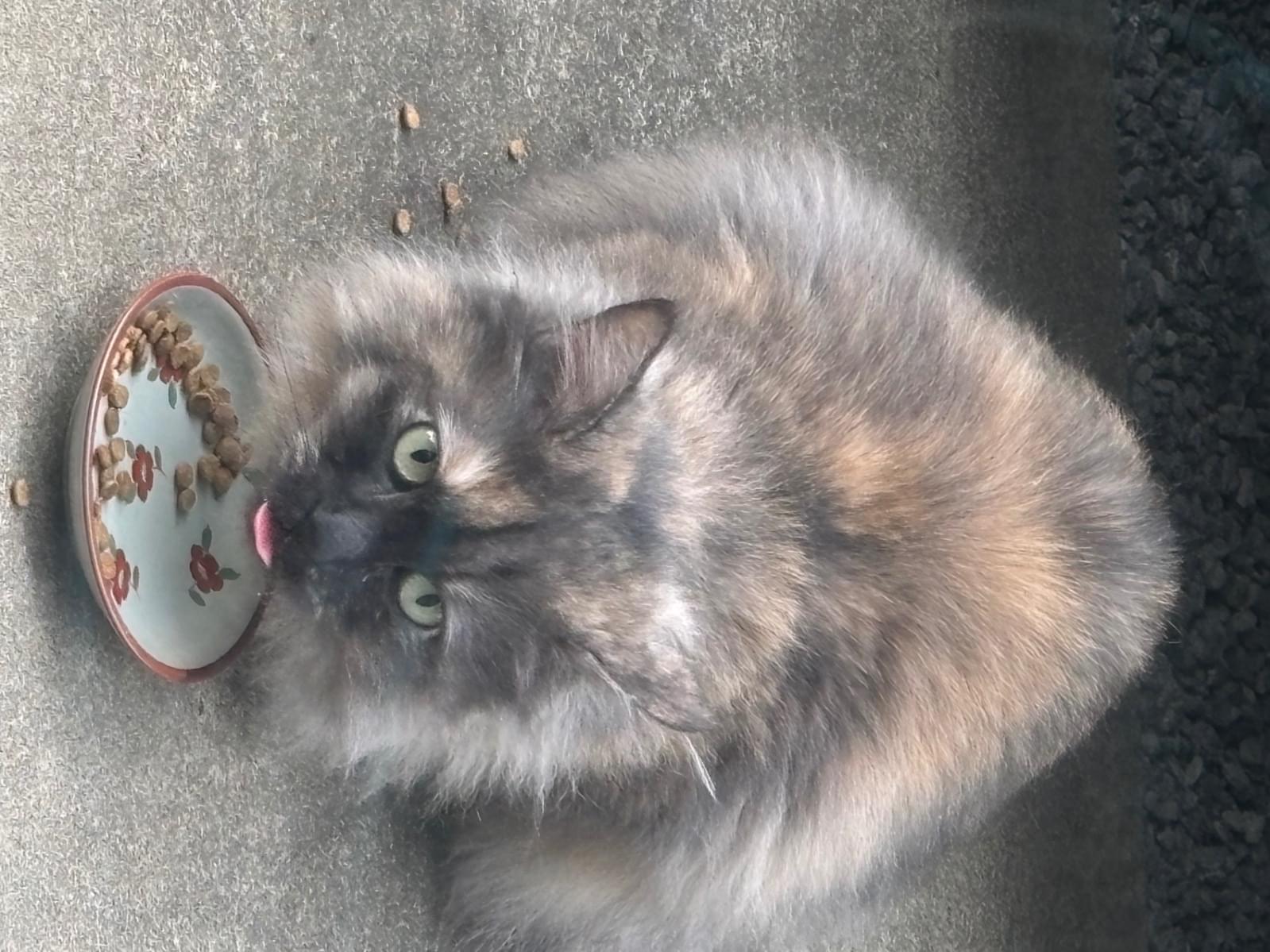 目撃された猫 目撃された猫