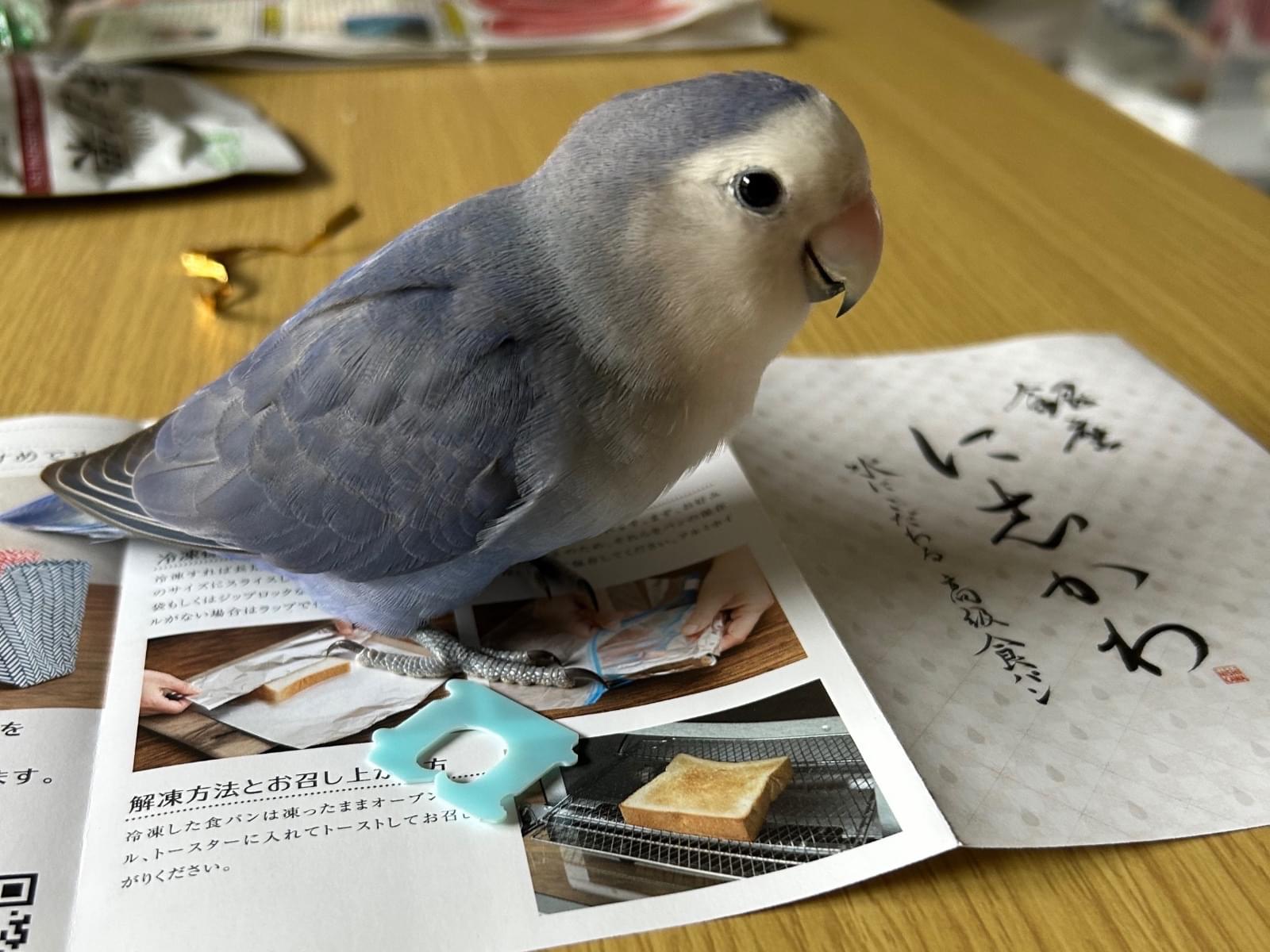 ぴーちゃん ぴーちゃん