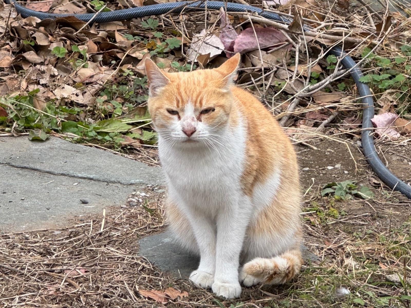 目撃された猫 目撃された猫