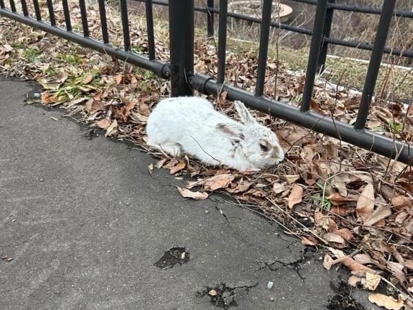 保護されたペット 保護されたペット