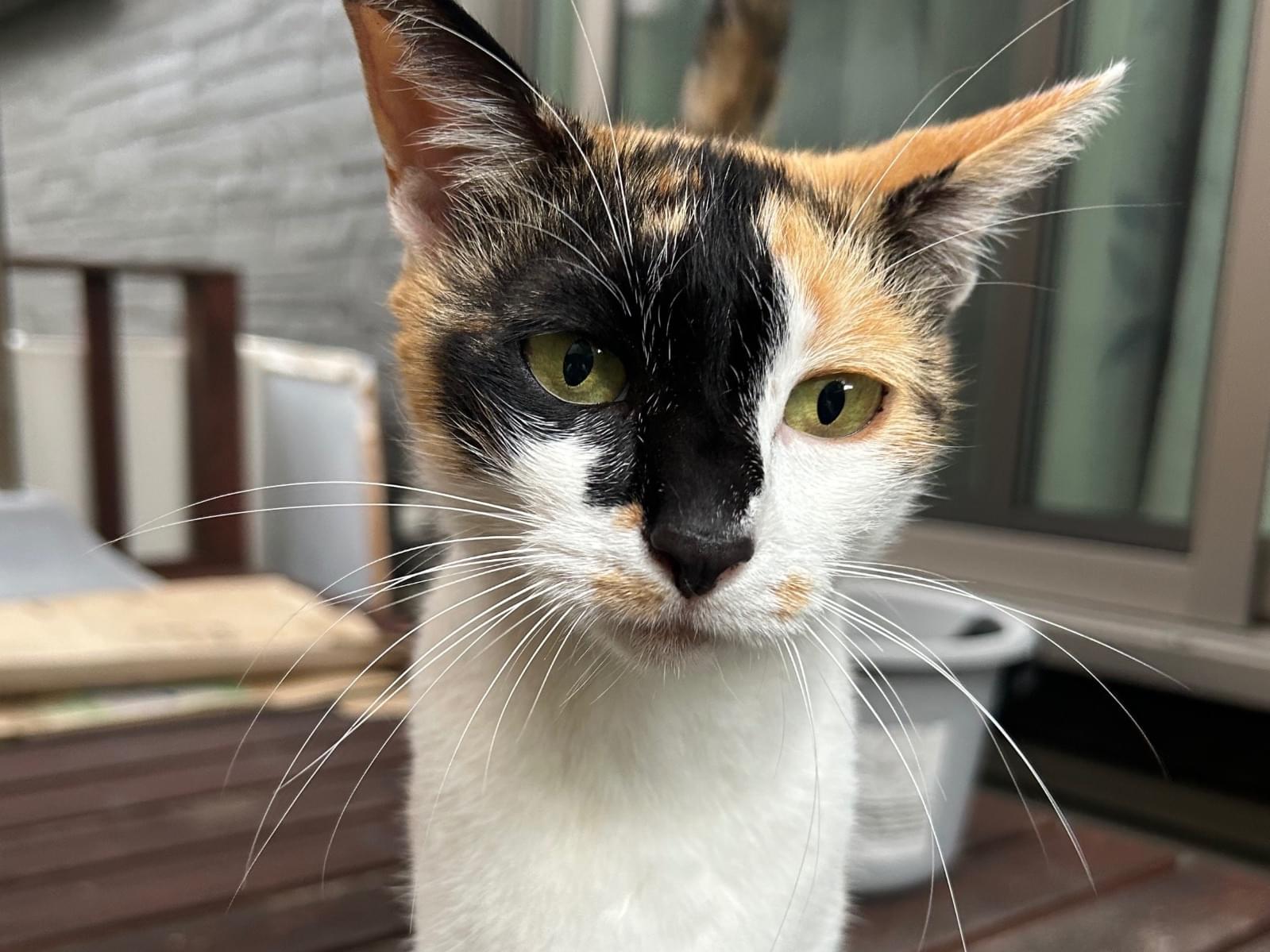 目撃された猫 目撃された猫