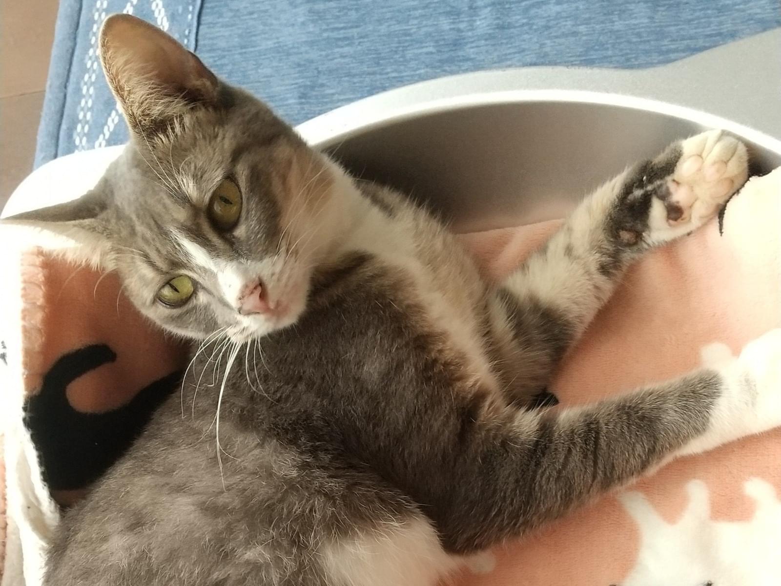 保護された猫 保護された猫